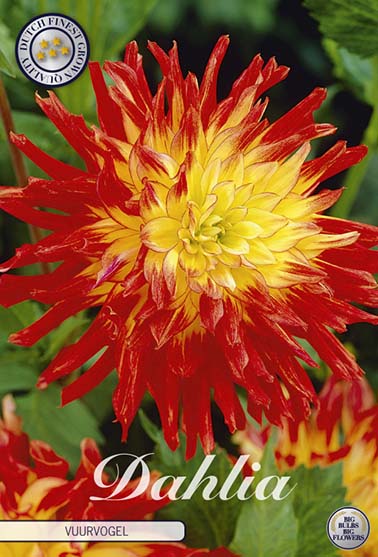 Dahlia 'Vuurvogel' - 1 stk. georgineknoll