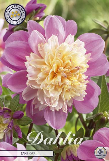 Dahlia 'Take Off' - 1 stk. georgineknoll