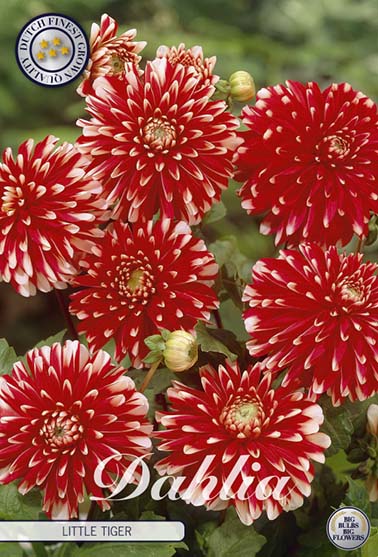 Dahlia 'Little Tiger' - 1 stk. georgineknoll