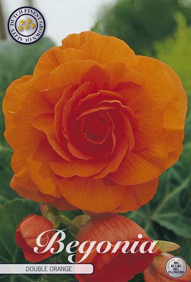 Begonia Dobbel oransje - 3 stk. knoller av begonia