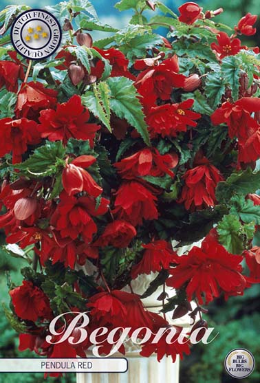 Begonia Pendula rød - 3 stk. knoller av begonia