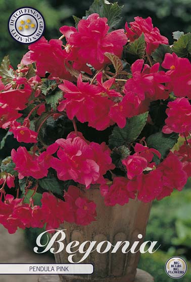 Begonia Pendula rosa - 3 stk. knoller av begonia