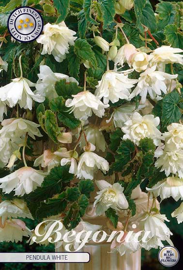 Begonia Pendula hvit - 3 stk. knoller av begonia