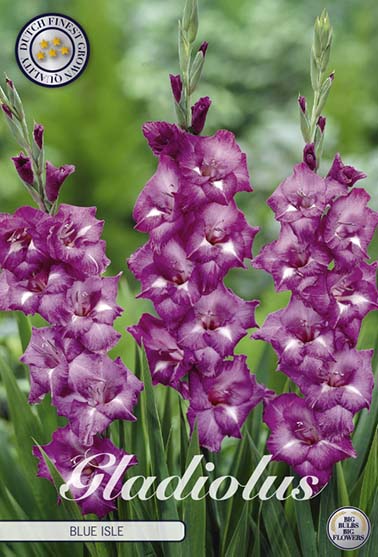 Gladiolus 'Blue Isle' - 10 stk. blomsterløk av gladiol