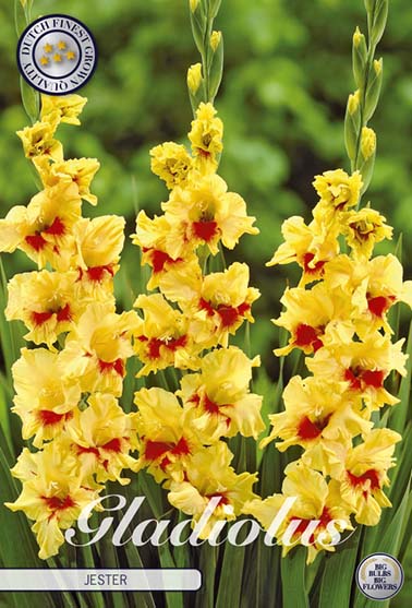Gladiolus 'Jester' - 10 stk. blomsterløk av gladiol