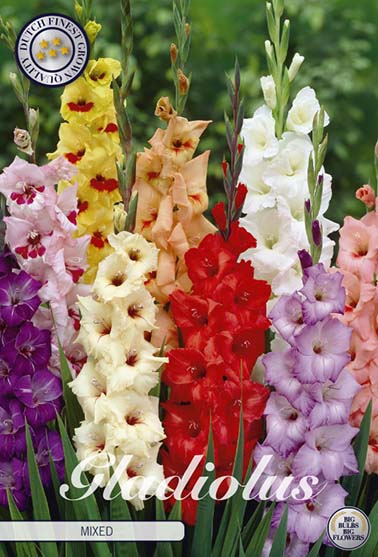 Gladiolus fargemiks - 10 stk. blomsterløk av gladiol
