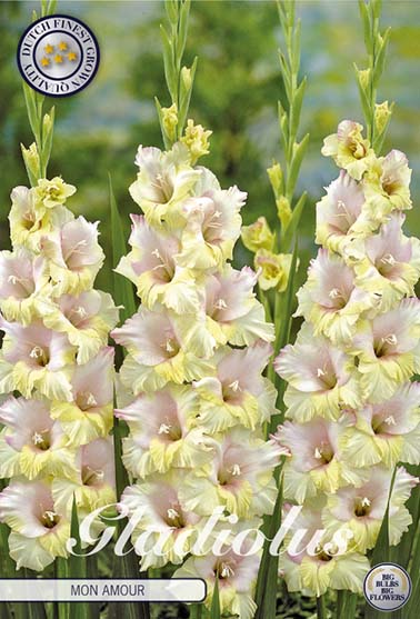 Gladiolus 'Mon Amour' - 10 stk. blomsterløk av gladiol