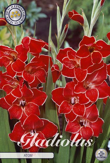 Gladiolus 'Nanus Atom' - 10 stk. blomsterløk av gladiol