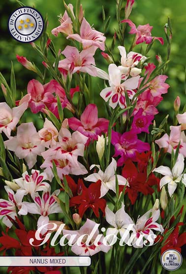 Gladiolus 'Nanus fargemiks' - 10 stk. blomsterløk av gladiol