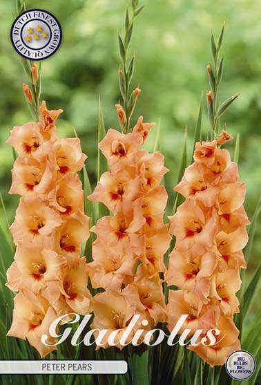 Gladiolus 'Peter Pears' - 10 stk. blomsterløk av gladiol