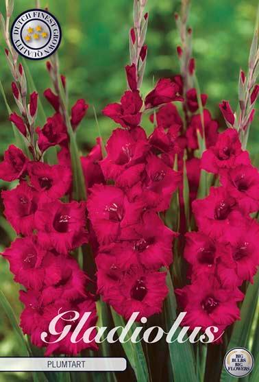 Gladiolus 'Plumtart' - 10 stk. blomsterløk av gladiol