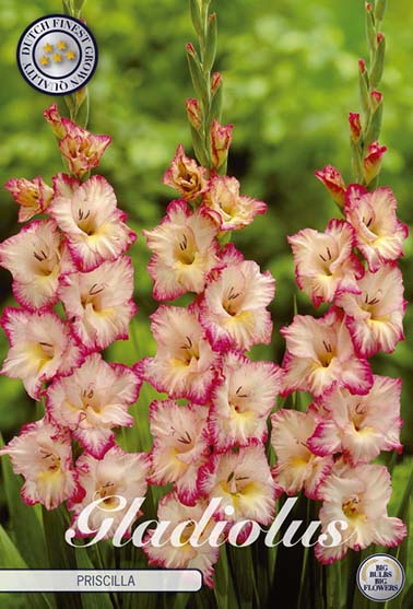 Gladiolus 'Priscilla' - 10 stk. blomsterløk av gladiol