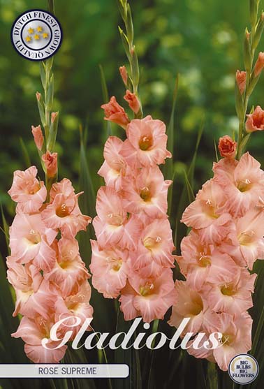 Gladiolus 'Rose Supreme' - 10 stk. blomsterløk av gladiol