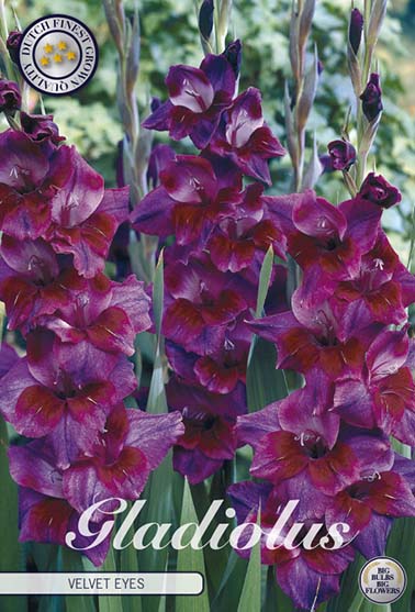 Gladiolus 'Velvet Eyes' - 10 stk. blomsterløk av gladiol