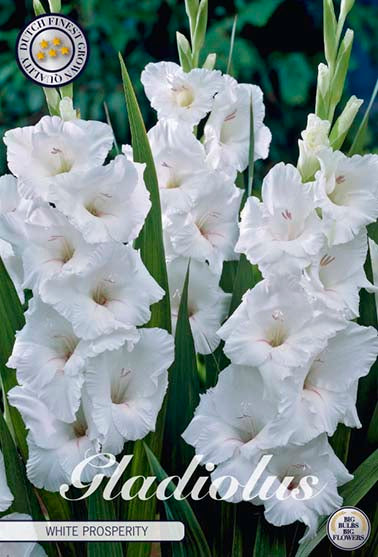 Gladiolus 'White Prosperity' - 10 stk. blomsterløk av gladiol