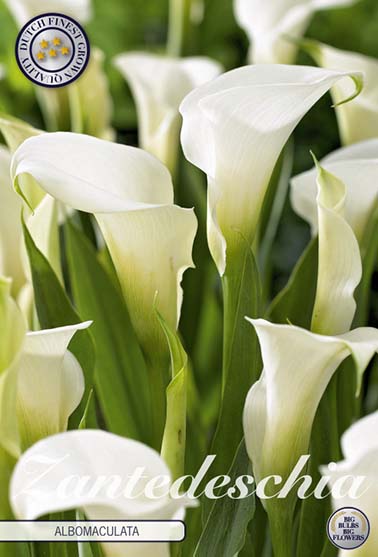 Zantedeschia 'Albomuculata' - 1 stk. kalaknoll