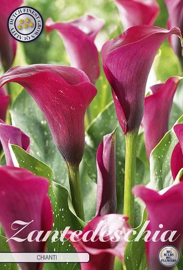 Zantedeschia 'Chianti' - 1 stk. kalaknoll