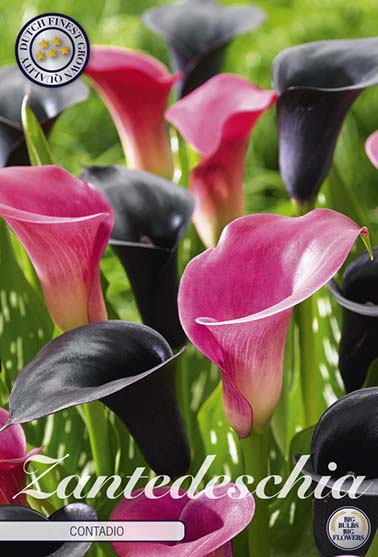 Zantedeschia 'Contadio' rosa/sort - 2 stk. kalaknoll