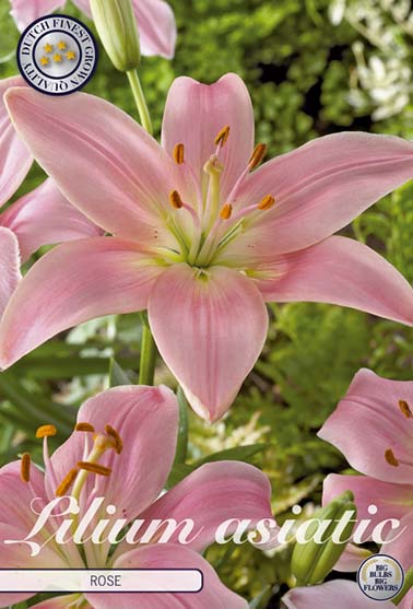 Asiatisk lilje rosa - 2 blomsterløk av lilje