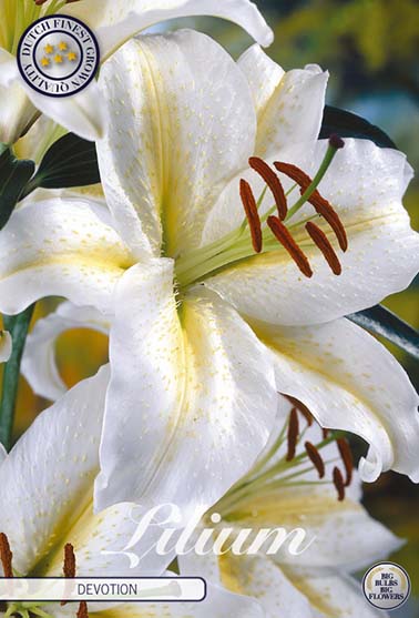 Orientalsk lilje 'Devotion' - 2 blomsterløk av lilje