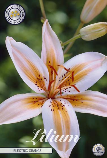 Asiatisk lilje 'Electric Orange' - 2 blomsterløk av lilje