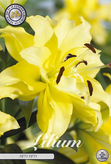 Orientalsk lilje 'Fifty Fifty' - 2 blomsterløk av lilje
