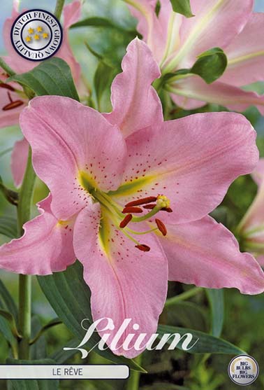 Orientalsk lilje 'La Reve' - 2 blomsterløk av lilje