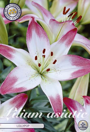Asiatisk lilje 'Lollypop' - 2 blomsterløk av lilje