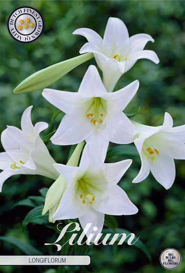 Lilje 'Longiflorum' - 2 blomsterløk av lilje