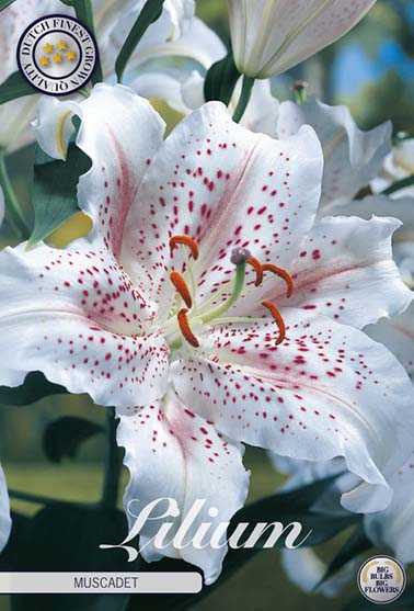 Orientalsk lilje 'Muscadet' - 2 blomsterløk av lilje