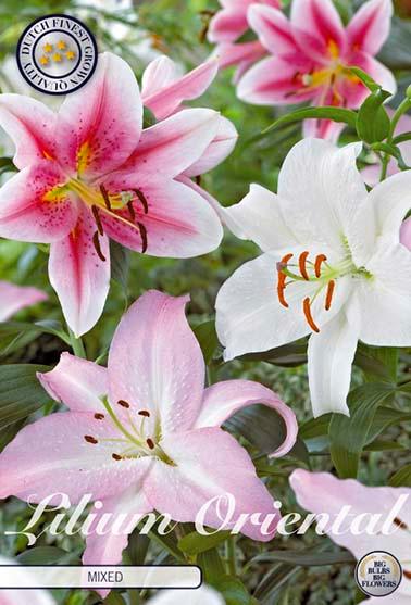 Orientalsk lilje fargemiks - 3 blomsterløk av lilje