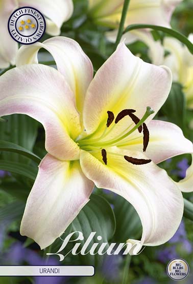 Orientalsk lilje 'Urandi' - 2 blomsterløk av lilje