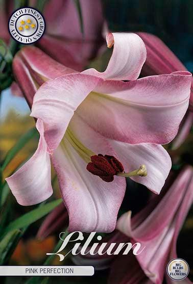 Trompet lilje 'Pink Perfection' - 2 blomsterløk av lilje