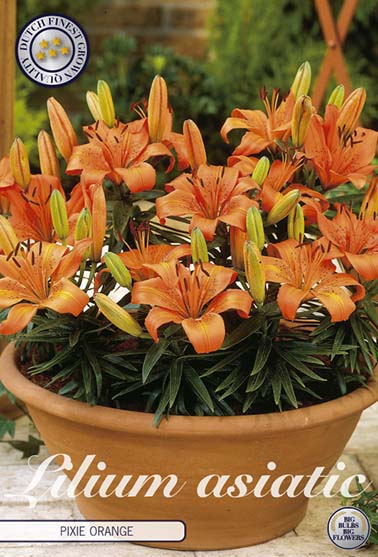 Asiatisk lilje 'Pixie Orange' - 3 blomsterløk av lilje