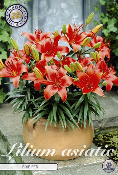 Asiatisk lilje 'Pixie Red' - 3 blomsterløk av lilje