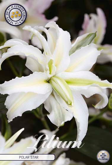 Orientalsk lilje 'Polar Star' - 1 blomsterløk av lilje