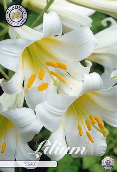 Orientalsk lilje 'Regale' - 1 blomsterløk av lilje