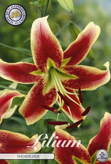 Lilje 'Sheherazade' - 2 blomsterløk av lilje