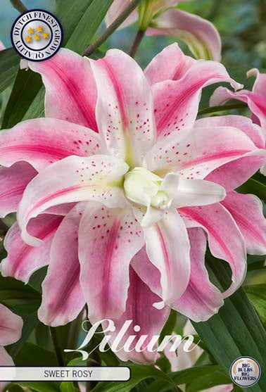 Lilje 'Sweet Rosy' - 1 blomsterløk av lilje