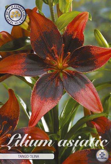 Asiatisk lilje 'Tango Olina' - 2 blomsterløk av lilje
