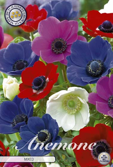 Anemone 'De Caen Mix' - 15 blomsterløk av anemone (symre)