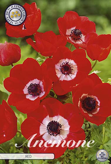 Anemone 'De Caen Red' - 15 blomsterløk av anemone (symre)
