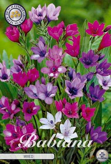 Babiana stricta - 10 blomsterløk av babiana