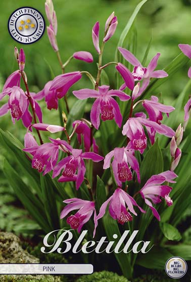 Bletilla "Striata' - 1 blomsterløk av bletilla (hageorkide)
