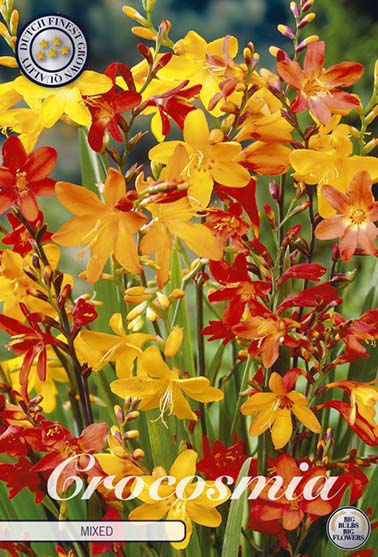 Crocosmia fargemiks - 15 blomsterløk av crocosmia (værhane)