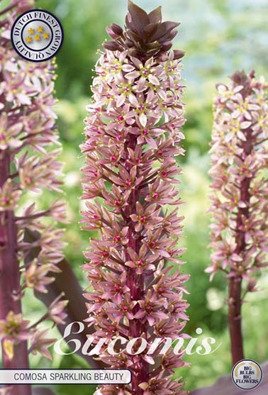 Eucomis 'Comosa Sparkling Burgundy' - 1 blomsterløk av eucomis (praktlys)