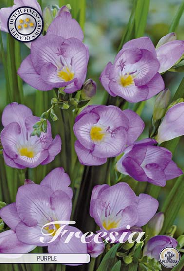 Freesia Enkel lilla - 15 blomsterløk av freesia