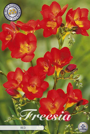 Freesia Enkel rød - 15 blomsterløk av freesia
