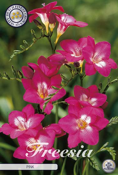 Freesia Enkel rosa - 15 blomsterløk av freesia