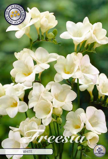 Freesia enkel hvit - 15 blomsterløk av freesia